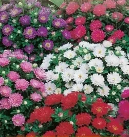 nasiona-kolekcjonerskie-257-aster-karlowy-pinokio