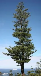 nasiona-kolekcjonerskie-268-araucaria-heterophyllai