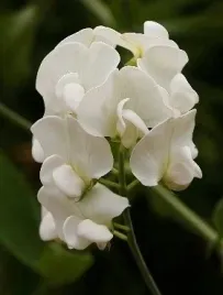 nasiona-kolekcjonerskie-190-nasiona-groszek-pachnacy-bialy