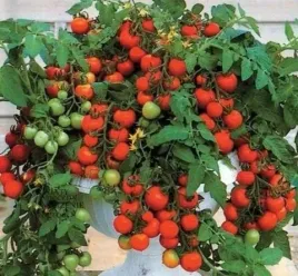n02-nasiona-kolekcjonerskie-pomidor-koktajlowy-balconi-red