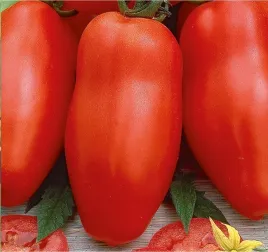 n05-nasiona-kolekcjonerskie-pomidor-gruntowy-typ-san-marzano