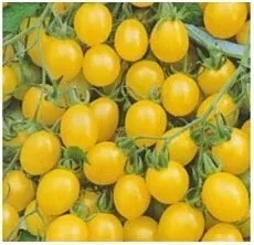 n14-nasiona-kolekcjonerskie-pomidor-karlowy-gruntowy-drobnoowocowy-ola