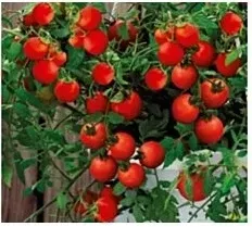 n19-nasiona-kolekcjonerskie-pomidor-wiszacy-typ-cherry-bajaja