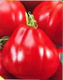 n20-nasiona-kolekcjonerskie-pomidor-gruntowy-wysoki-red-pear