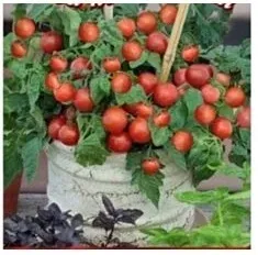 n18-nasiona-kolekcjonerskie-pomidor-karlowy-typ-cherry