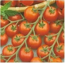n30-nasiona-kolekcjonerskie-pomidor-karlowy-maskotka