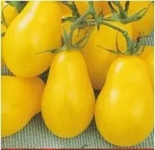 n33-nasiona-kolekcjonerskie-pomidor-karlowy-gruntowy-yellow-pear-shaped