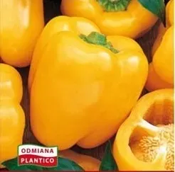 n39-nasiona-kolekcjonerskie-papryka-zolta-calipso