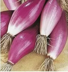 n43-nasiona-kolekcjonerskie-cebula-czerwona-rosa-lunga-di-firenza