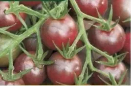 n45-nasiona-kolekcjonerskie-pomidor-black-cherry