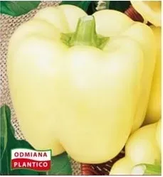 n46-nasiona-kolekcjonerskie-papryka-slodka-hallo