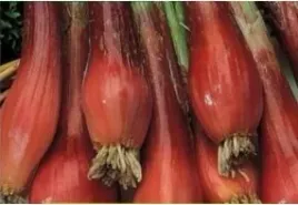 n50-nasiona-kolekcjonerskie-cebula-czerwona-toga