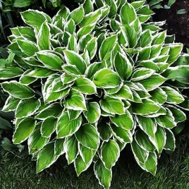 n65-nasiona-kolekcjonerskie-funkia-hosta