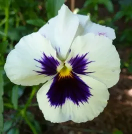 n66-nasiona-kolekcjonerskie-bratek-wielkokwiatowy-viola-x-wittrockiana