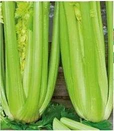 n79-nasiona-kolekcjonerskie-seler-naciowy-gewone-snij