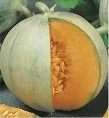 n89-nasiona-kolekcjonerskie-melon-charentais