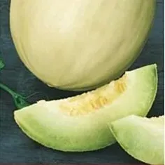 n90-nasiona-kolekcjonerskie-melon-oliwin