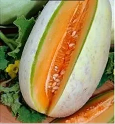 n91-nasiona-kolekcjonerskie-melon-melba