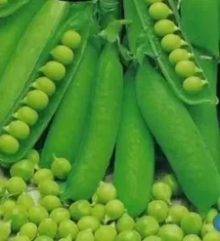n92-nasiona-kolekcjonerskie-groch-luskowy-gloriosa
