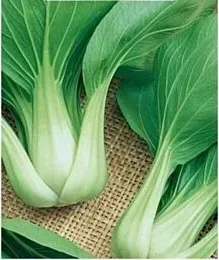 n95-nasiona-kolekcjonerskie-kapusta-chinska-pak-choi