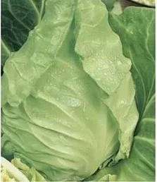 n98-nasiona-kolekcjonerskie-kapusta-glowiasta-biala-filderkraut
