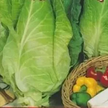 n101-nasiona-kolekcjonerskie-kapusta-biala-cuor-di-bue-grosso