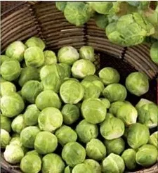 nasiona-kolekcjonerskie-n105-kapusta-brukselska-groninger