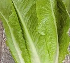 nasiona-kolekcjonerskie-n110-salata-rzymska-liwia