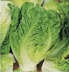 nasiona-kolekcjonerskie-n111-salata-rzymska-little-gem