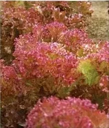 nasiona-kolekcjonerskie-n112-salata-czerwona-crimson