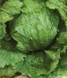 nasiona-kolekcjonerskie-n113-salata-krucha-maugli