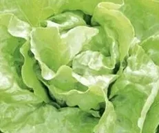 nasiona-kolekcjonerskie-n115-salata-rzymska-mini-ogrod