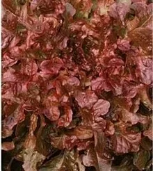 nasiona-kolekcjonerskie-n116-salata-red-salad-bowl