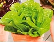 nasiona-kolekcjonerskie-n114-salata-rzymska-mini-ogrod