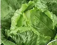 nasiona-kolekcjonerskie-n117-salata-great-lakes