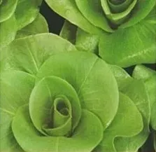 nasiona-kolekcjonerskie-n171-cykoria-lisciowa-a-grumolo-bionda