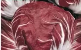 nasiona-kolekcjonerskie-n170-cykoria-salatowa-rouge-verone