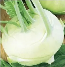 nasiona-kolekcjonerskie-n168-kalarepa-delikates-biala
