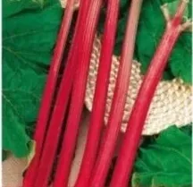 nasiona-kolekcjonerskie-n149-rabarbar-lider-a