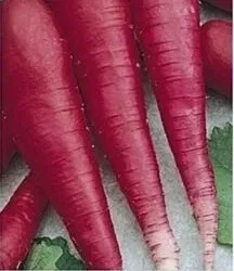 nasiona-kolekcjonerskie-n144-rzodkiewka-ostergruss-rosa-2