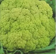 nasiona-kolekcjonerskie-n142-kalafior-verde-di-macerata