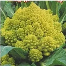 nasiona-kolekcjonerskie-n141-kalafior-romanesco