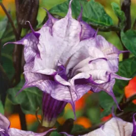 nasiona-kolekcjonerskie-n140-bielun-surmikwiat-datura-ballerina
