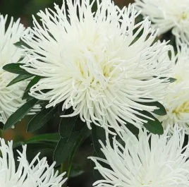 nasiona-kolekcjonerskie-n137-aster-chinski-igielkowy-beata-bialy