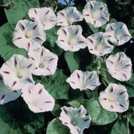 nasiona-kolekcjonerskie-n135-wilec-purpurowy-seta