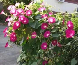 nasiona-kolekcjonerskie-n134-wilec-red-picote