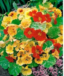 nasiona-kolekcjonerskie-n133-nasturcja-niska-tropaeolum-majus-nanum-alaska