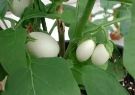 nasiona-kolekcjonerskie-n131-oberzynka-golden-eggs
