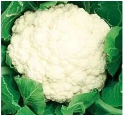 nasiona-kolekcjonerskie-n128-kalafior-snowball