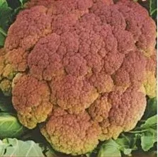 nasiona-kolekcjonerskie-n127-kalafior-di-sicilia-violetto